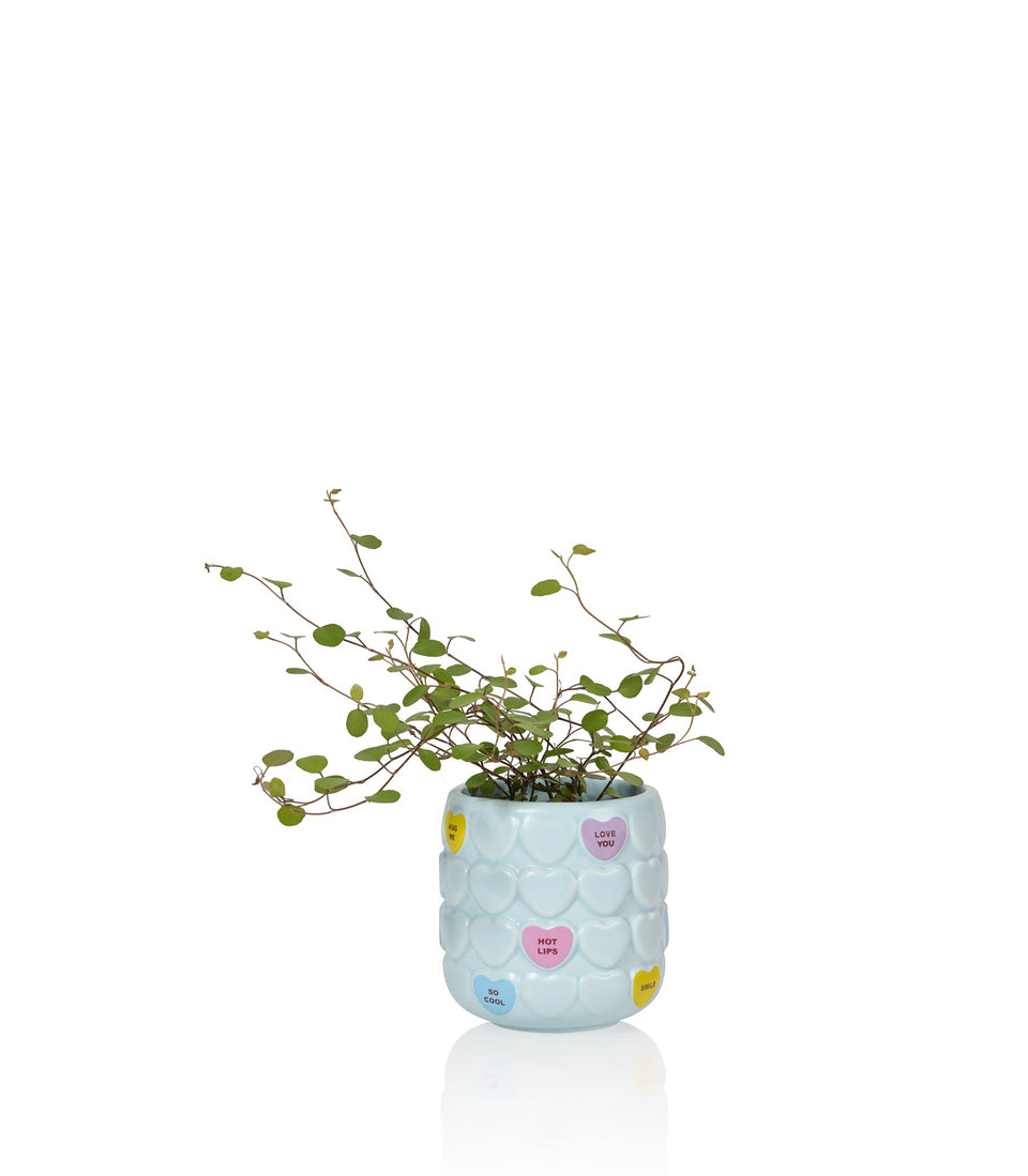 Tasse cœurs Sweet Heart Bleu - 6 pièces