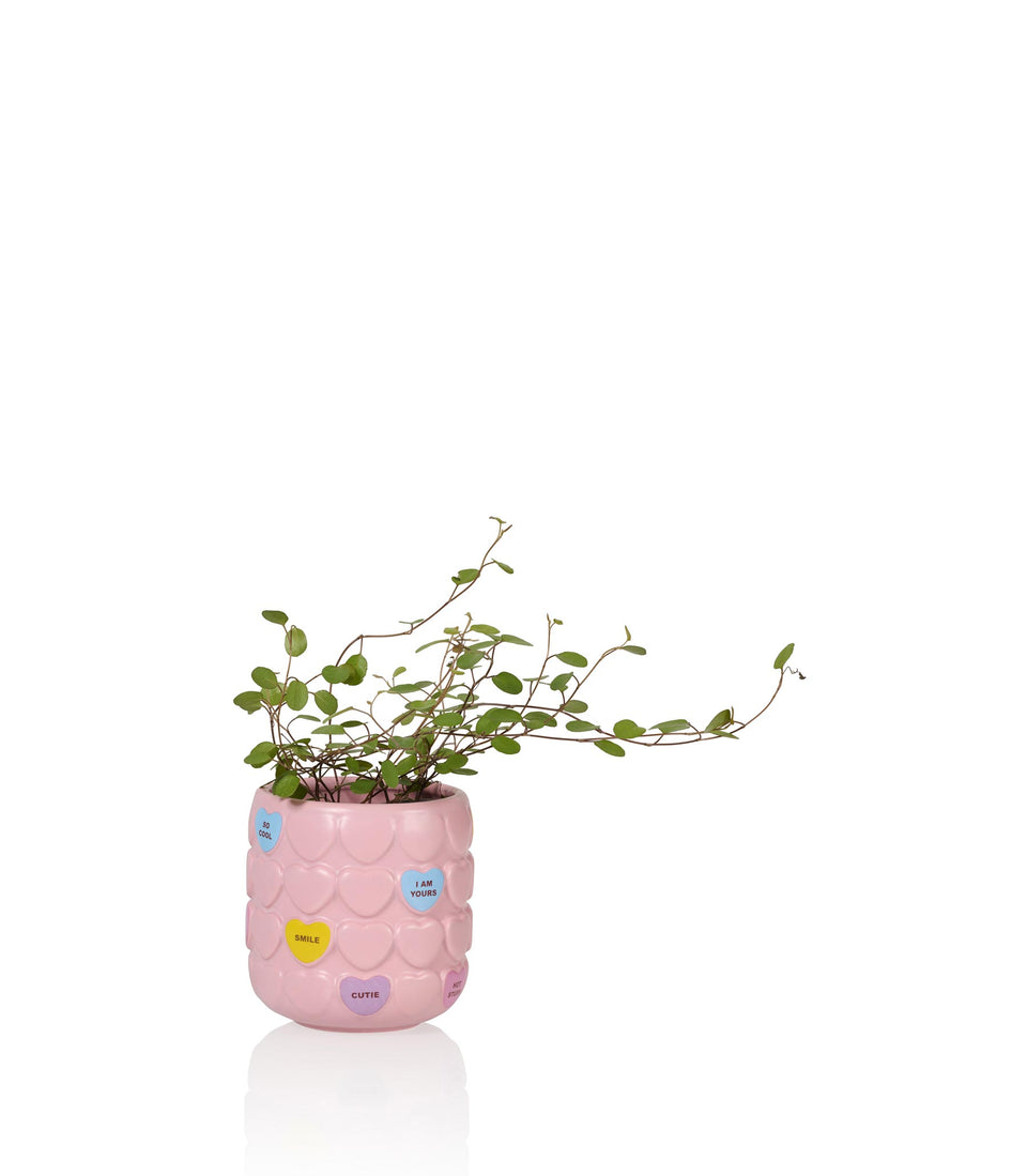 Tasse cœurs Sweet Heart Rose - 6 pièces